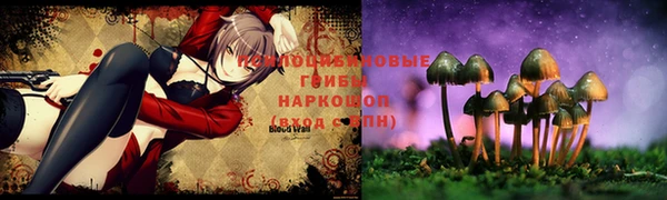 прущие грибы Новодвинск
